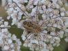 Phalangium opilio
